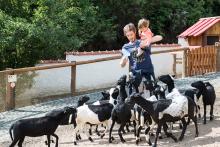 Útok hladových koz v Ústecké ZOO