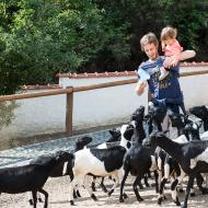 Útok hladových koz v Ústecké ZOO