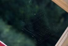 Pavoučí architektura