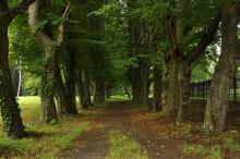 Alej v zámecké zahradě