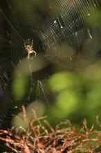 Umí tu někdo látat?