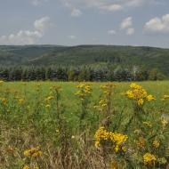 Krušné hory - u Křimova