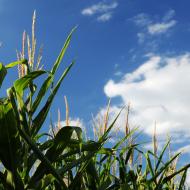 LetniDovolena2013_OkoloBrna_009