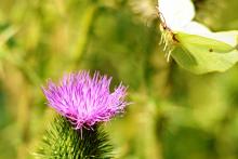 LetniDovolena2013_SeverniCechy_012