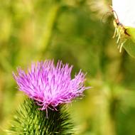 LetniDovolena2013_SeverniCechy_012