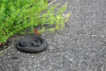 LetniDovolena2013_SeverniCechy_027