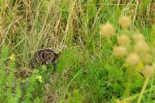 LetniDovolena2013_SeverniCechy_028