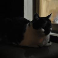 MakroSrazPrahaRijen2010_020