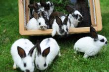 Vylodění v Normandii