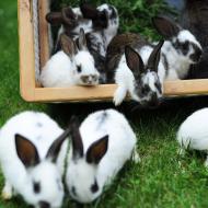 Vylodění v Normandii