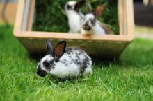 Opatrný průzkum terénu