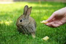 Brambor? Ne!, raději trávu