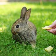 Brambor? Ne!, raději trávu