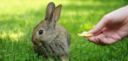 Mstišovští králíčci