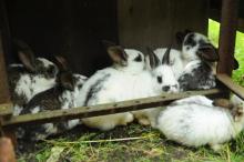 Asi po dvaceti minutách běhání se skoro všichni shromáždili v prostoru podobném jejich rodné králíkárně a snažili se vyhrabat noru :-)