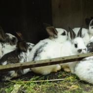 Asi po dvaceti minutách běhání se skoro všichni shromáždili v prostoru podobném jejich rodné králíkárně a snažili se vyhrabat noru :-)