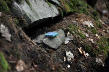 Tuhle malou mrchu našel Tom při posledním zoufalém pokusu, po tom, co již ostatní hledání vzdali