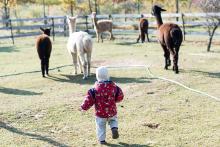 Verunko, doufám, že si pamatuješ ze školení, že k lamám se nikdy nemáš přibližovat zezadu!