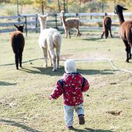 Verunko, doufám, že si pamatuješ ze školení, že k lamám se nikdy nemáš přibližovat zezadu!