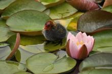 Za pár vteřin se zřejmě ptáče promění v květinu. Nebo naopak.