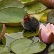 Za pár vteřin se zřejmě ptáče promění v květinu. Nebo naopak.