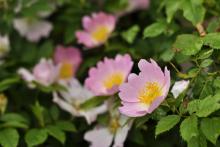 Řekli nám: Jděte k šípku!. A tak jsme šli.