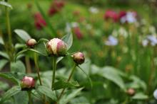 Jurkovičovy pivoňky