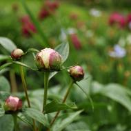 Jurkovičovy pivoňky