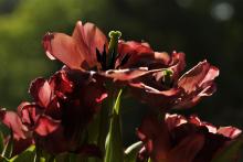 Krapet odkvetlé tulipány