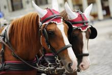 Tažní koně s červenými čepci