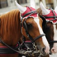 Tažní koně s červenými čepci