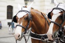 Tažní koně s bílými čepci