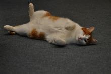 Přivítání v Liťáku