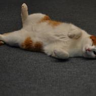 Přivítání v Liťáku