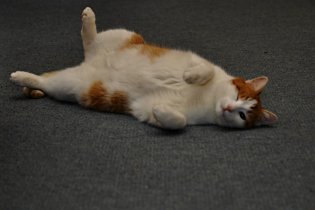 Přivítání v Liťáku