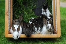 Pasení králíčků