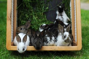 Pasení králíčků
