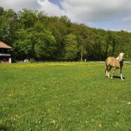 Žebětínský kýč