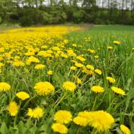 Mladým pampeliškám je potřeba jasně vymezit hranice