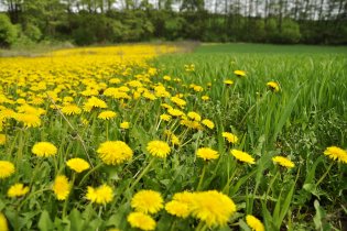 Mladým pampeliškám je potřeba jasně vymezit hranice