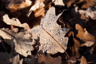 Listování podzimní přírodou