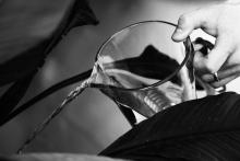 I kytka v kanclu musí dodržovat pitný režim