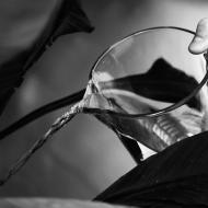 I kytka v kanclu musí dodržovat pitný režim