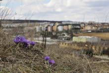 Koniklece rostou i na Stránské skále