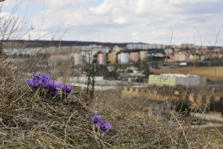 Koniklece rostou i na Stránské skále