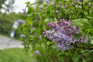 Šeřík u Žebětínského rybníka