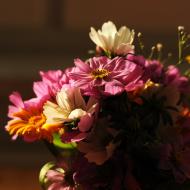 Kytička od paní z České