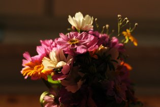 Kytička od paní z České