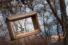 Sýkorky pózují jen zlomky vteřiny