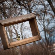 Sýkorky pózují jen zlomky vteřiny